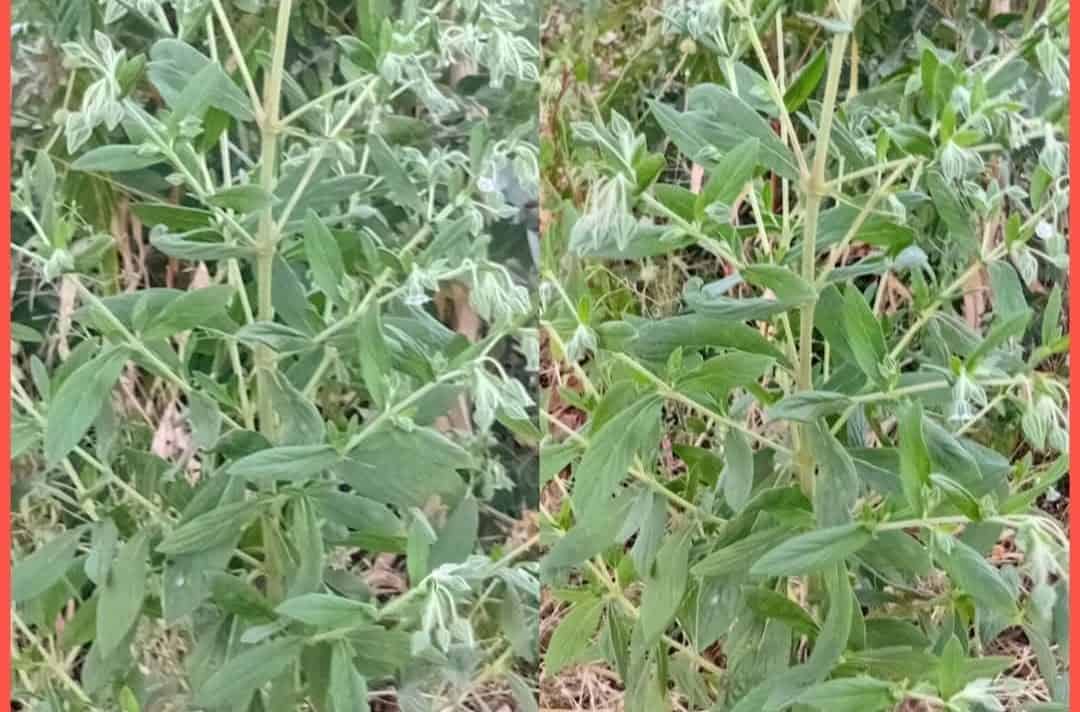 Aloe Vera plant growing in a garden for herbal medicine and natural remedies.